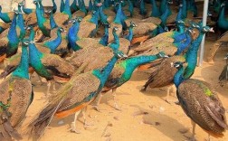 央视孔雀养殖技术视频