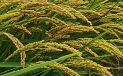 龙粳39水稻品种有何特性优势？