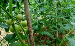 番茄种植技术视频完整版在哪里看？