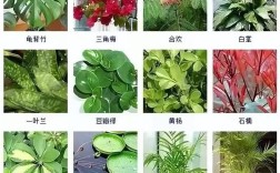 花卉叶子品种有哪些？