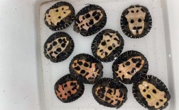 2025年黑颈龟苗价格会涨还是跌？