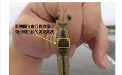 北方南美白对虾养殖技术关键点有哪些？