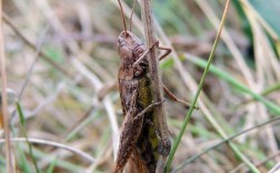 爬叉养殖技术视频教程怎么学？