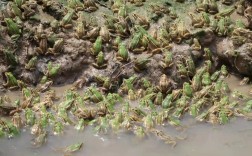 青蛙肉蛙养殖技术有哪些要点？