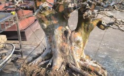 小叶榔榆盆景怎么种才好看？