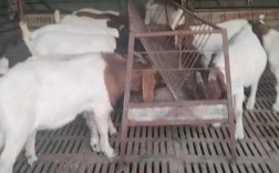 青岛优质波尔山羊价格多少？