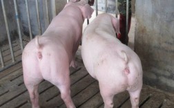 母猪品种有哪些？