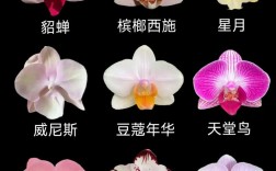 蝴蝶兰品种名字图片有哪些？