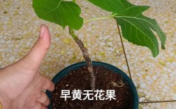 新疆无花果栽培种植技术