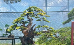 黄金柏常见品种有哪些？