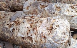 2025废弃香菇棒价格会涨还是跌？