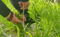 无土栽培韭菜技术视频怎么学？