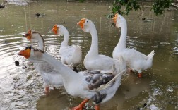 北方养鹅选什么品种好？