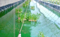 泥鳅高密度养殖技术关键点是什么？