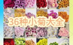 菊花有哪些常见品种？