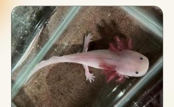 2025年野生娃娃鱼价格会涨还是跌？