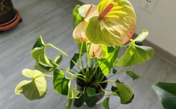 玉树开红花是什么品种？