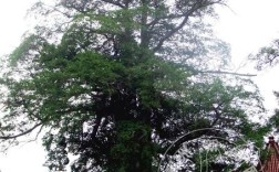 红豆衫10年树价格图？价格走势如何？