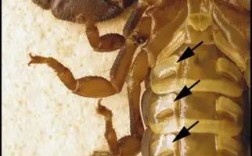 河北蝎子具体品种是什么？