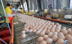 蛋鸡养殖技术有哪些关键要点？