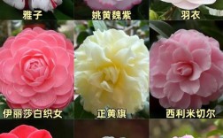 我国山茶花品种到底有多少？
