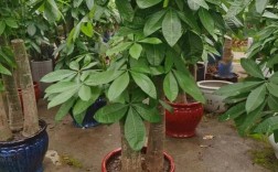 发财树有哪些常见品种？