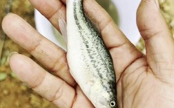 加州鲈鱼养殖关键技术有哪些？