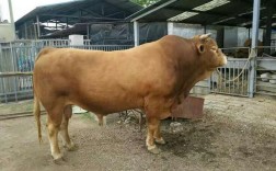 广西适合养哪些牛品种？