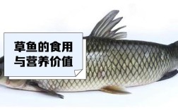 草鱼养殖技术加盟方式