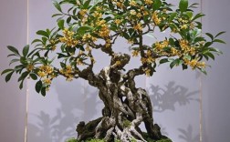 桂花盆景选什么品种好？