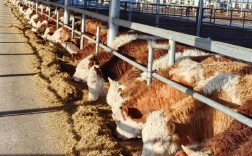 北京哪里能看养牛技术视频？