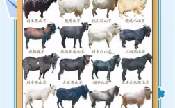 国内出名的肉用山羊品种