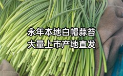 永年2025蒜苔价格