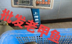 杭州农都今日甲鱼价格多少钱一斤？