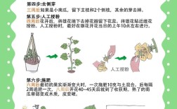 日本南瓜大棚种植技术有哪些关键要点？