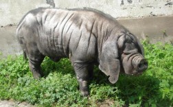 瘦肉型猪新品种金枫猪