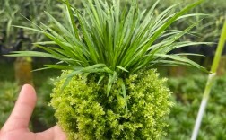 养菖蒲选什么品种好？