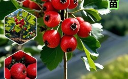 种植山楂有哪些关键技术要点？