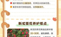 茶梅花怎么养？技术要点有哪些？