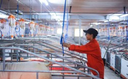 养猪技术视频先进在哪？