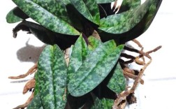 附生兰花常见品种有哪些？