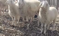 圈养小尾寒羊种公羊价格多少？