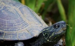 名贵乌龟价格最高的品种是哪种？