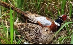 野鸡养殖技术视频下集