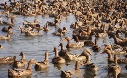 高产蛋鸭养殖技术视频，如何高效提升产蛋量？