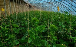 秋季大棚黄瓜怎么种才高产？