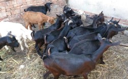 黑白羊是哪个品种？