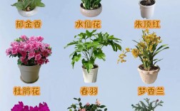 室内花木品种有哪些？常见品种图片大全？