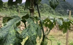 吊瓜种植技术病害防治