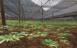 农广天地三七种植技术有哪些关键要点？